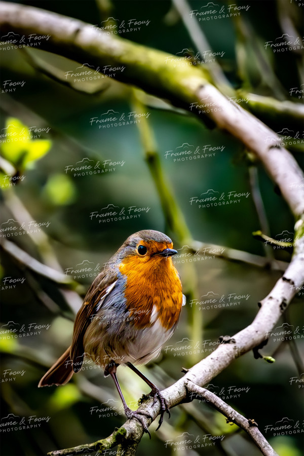 To buy a print or any of the below please click on the images